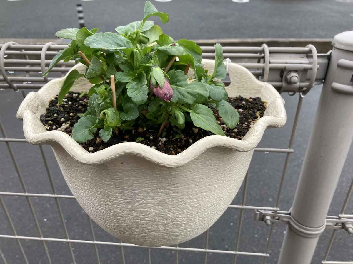 りんご育てと花が好き Es3b5i Twitter