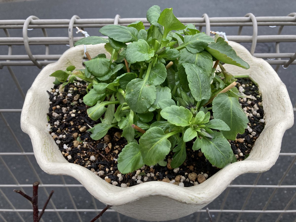 りんご育てと花が好き Es3b5i Twitter