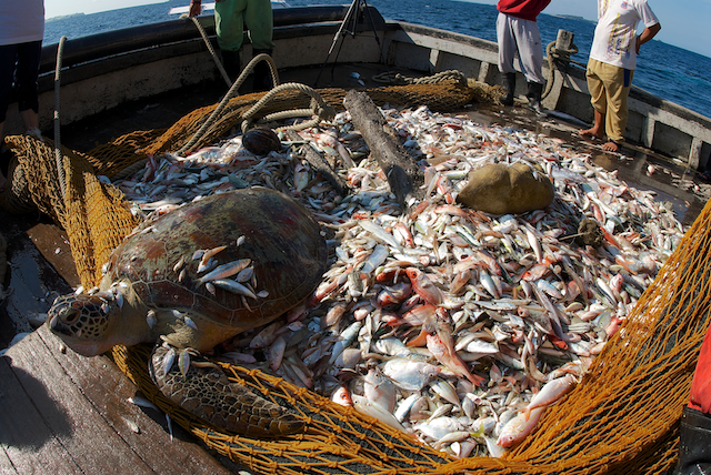 Turtles: 100s of 1000s of these ancient reptiles are caught each year as bycatch. The sea turtle population has now 6 of the 7 marine turtle species currently categorized as "Vulnerable," "Endangered" or "Critically Endangered" globally by the IUCN Red List.