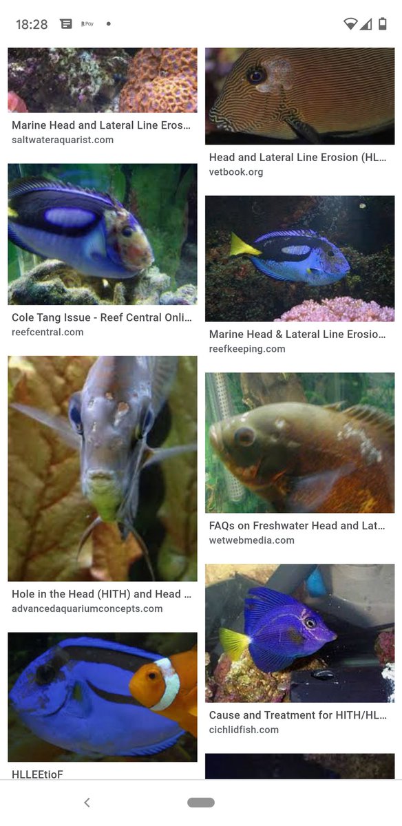 GR_aqa's tweet photo. 【魚の病気】
#HLLE
Head and lateral line erosionの略で、日本語に訳すと「頭部および側線侵食」という意味になります。文字通り側線や頭部の皮膚に穴があいたり皮膚がはがれたようになる病気
https://t.co/VN5zfvOj6q
・硝酸塩過多
・ビタミン不足
・活性炭や銅のせい
原因は色々言われているよう https://t.co/aJF4Zc3Yjm