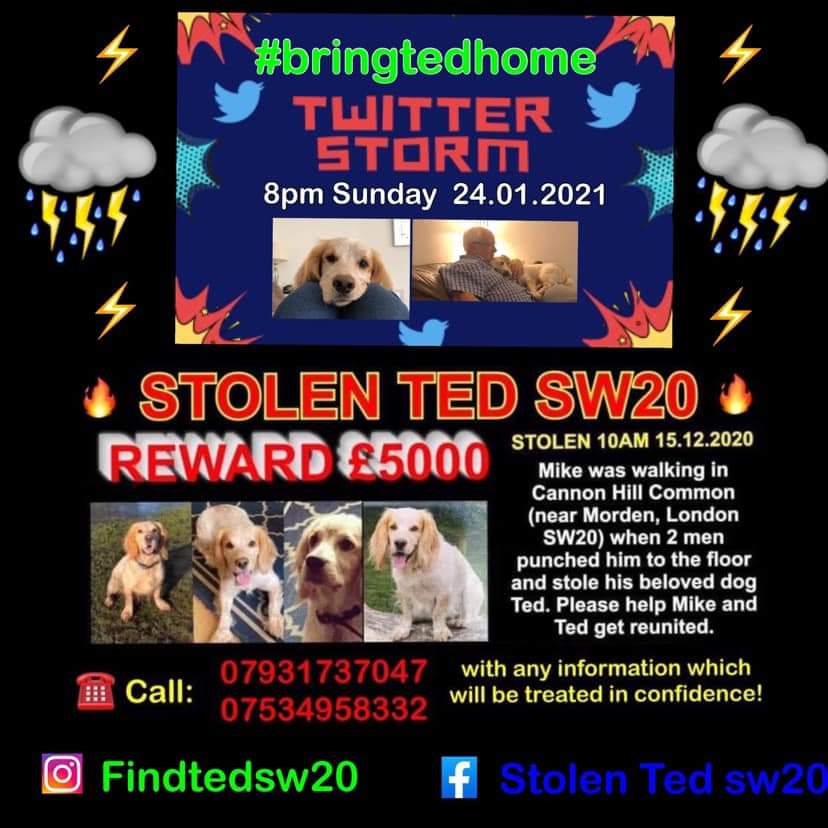 MissingPetsGB's tweet photo. Two #twitterstorms are happening 8-9pm on Sunday, for Ted and also for Chester
Please support if you can โค https://t.co/2fTuUq8aUS