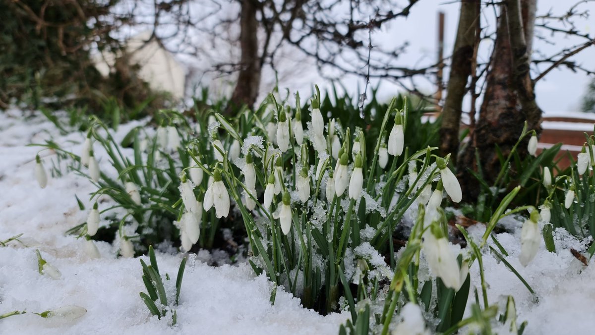 Snow drops living up to their name.

Spring is around the corner!