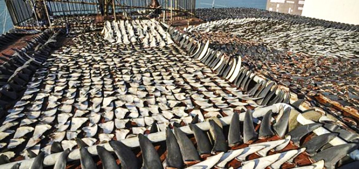 Sharks: Approximately 100 million sharks are killed globally each year & one of the major incentives for this is the shark fin trade.