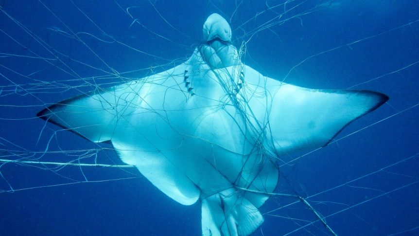 Rays: Despite enhanced protection against the gill plate trade, all rays are still being killed in their thousands, and devil rays in their tens of thousands, as victims of bycatch in high seas fisheries.