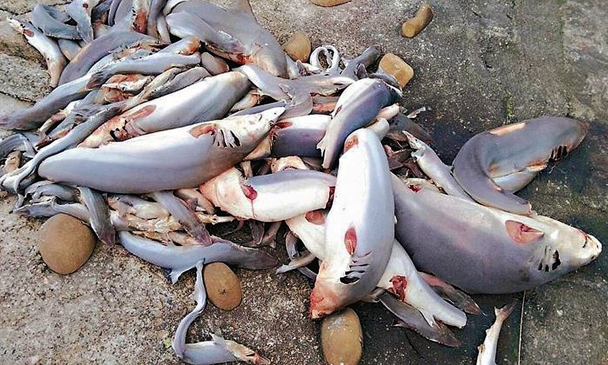 Because of one stupid film sharks are one of most feared animals on the planet, but by the time you scroll down this thread, 73 more sharks would have been killed.