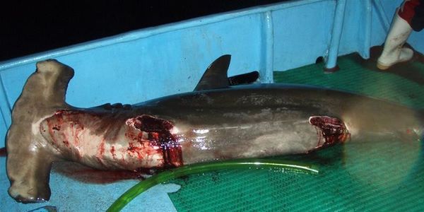 Because of one stupid film sharks are one of most feared animals on the planet, but by the time you scroll down this thread, 73 more sharks would have been killed.