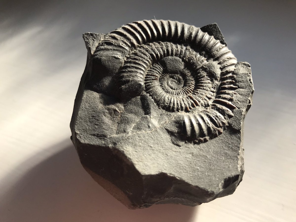 Watch Ammonite Film Online Free