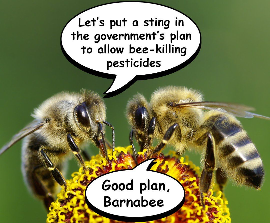 GreenpeaceUK's tweet photo. The government has given the green light for bee-killing pesticides to be used in the UK. 

Sign the petition to ban these deadly chemicals and #SaveTheBees: https://t.co/9TCNSbwyYt https://t.co/0AI6UGwEJx