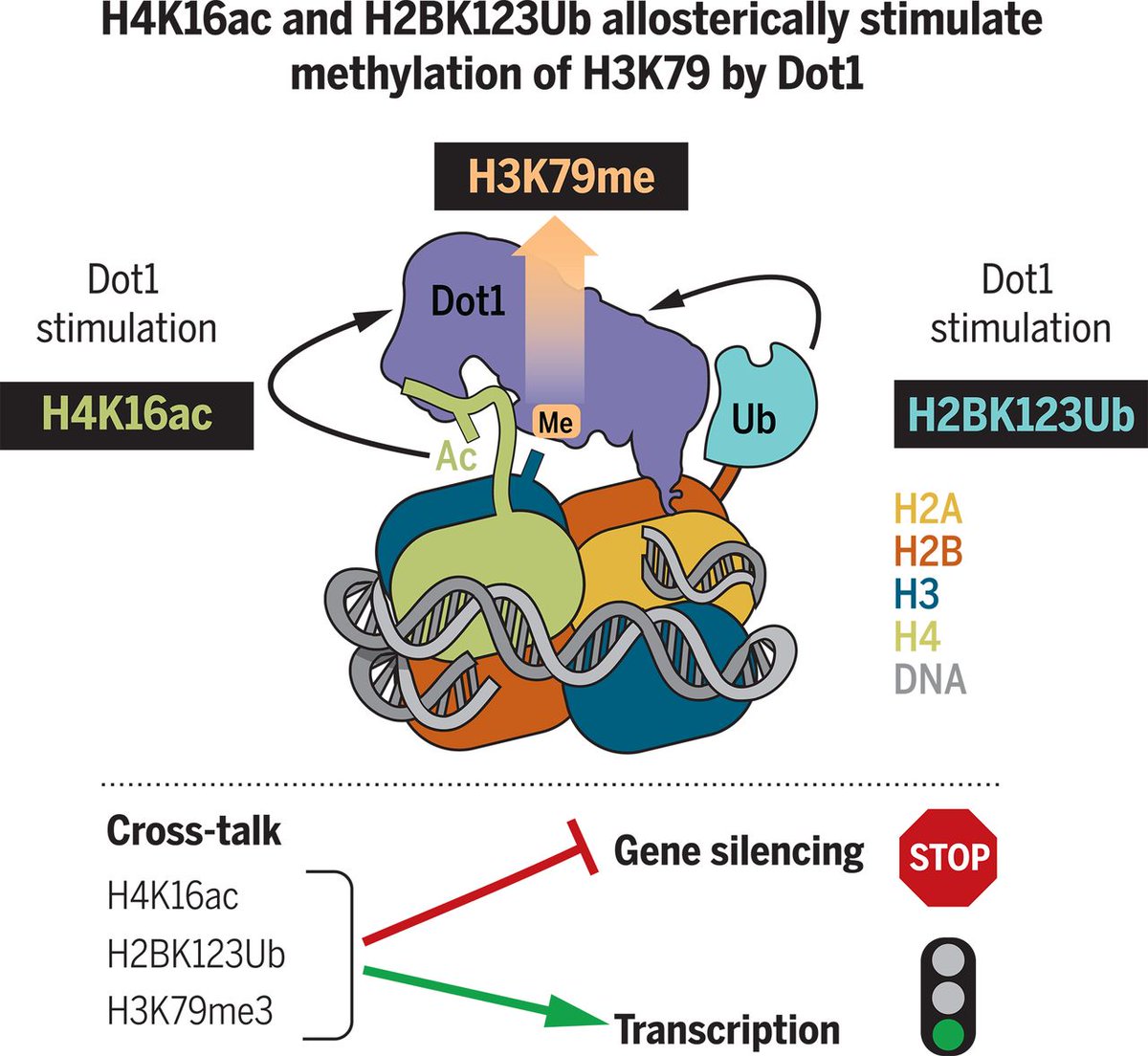 ChromatinHaiku's tweet photo. H4K16
Acetyl stimulating
Action of Dot1

#ChromatinHaiku
https://t.co/hTsWjyllP2 https://t.co/2m8aYZsCih