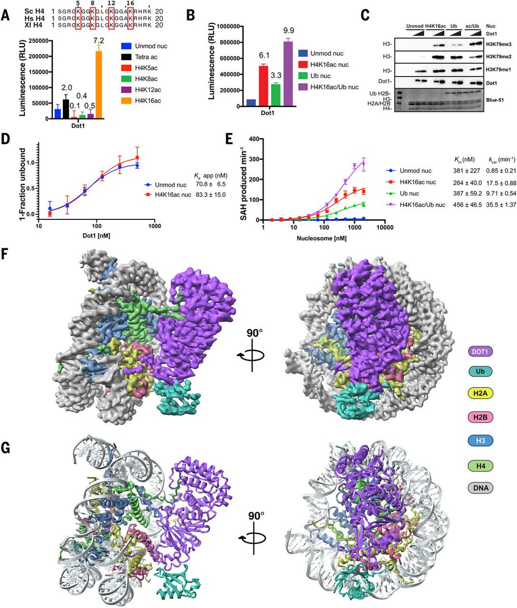 ChromatinHaiku's tweet photo. H4K16
Acetyl stimulating
Action of Dot1

#ChromatinHaiku
https://t.co/hTsWjyllP2 https://t.co/2m8aYZsCih