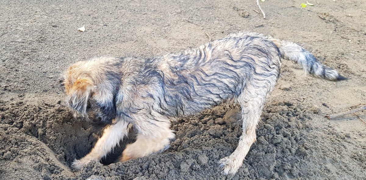 BtGryff's tweet photo. Fell in the river today. HooMum screamed but I managed to swim/scramble out. This is afterwards having a celebratory dig #bumup https://t.co/F0Uv33glZb