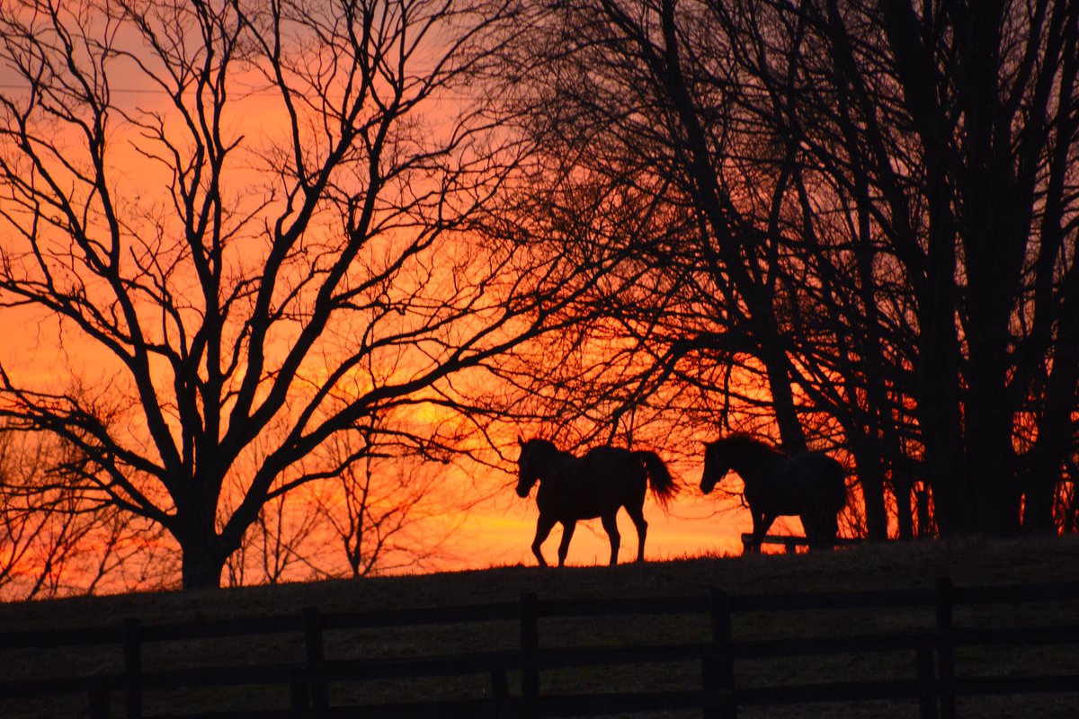 BluegrassScenes's tweet photo. Horses grazing in a Kentucky sunset, by @mcclanahanjanet https://t.co/RwV34tB8LQ