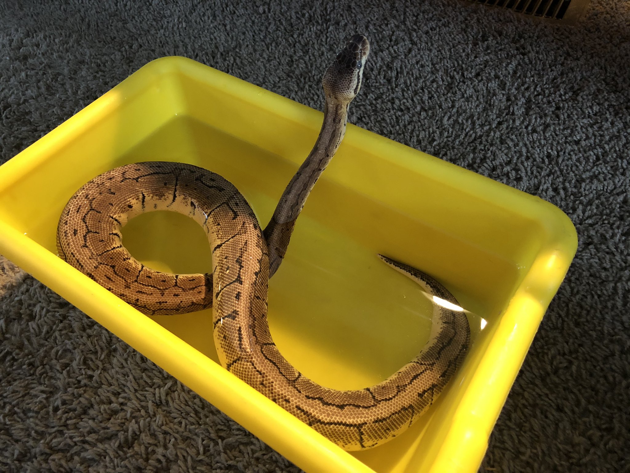 She likes her warm baths 💖 Time for her to shed! 🐍 🛀 https://t.co/9kaSgQmJV3