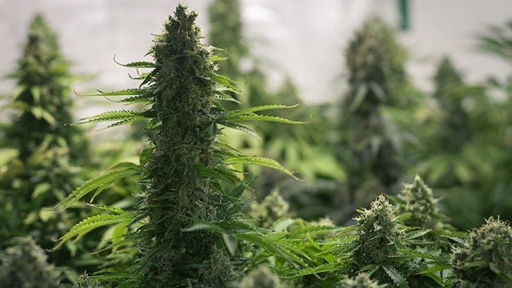 Adult-Use Legalization Proposals on the Table in New Mexico, Virginia and Connecticut: Week in Review cannabisbusinesstimes.com/Article/week-i…