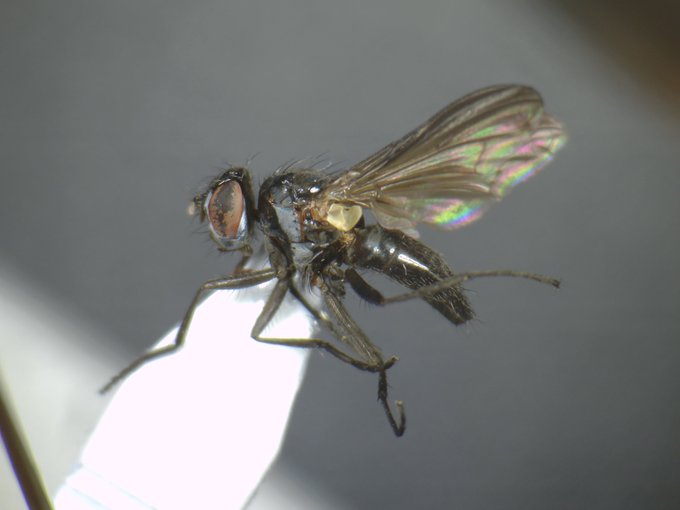 ハエ祭りのtwitterイラスト検索結果