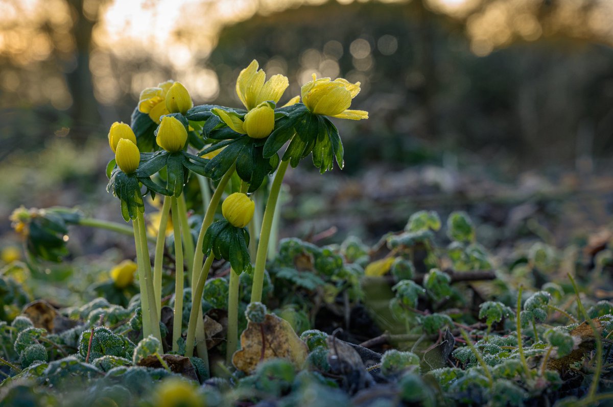hamhousegarden's tweet image. First spring. Many more to follow. #EveryoneNeedsNature #firstspring #nationaltrust #nationaltrustgarden