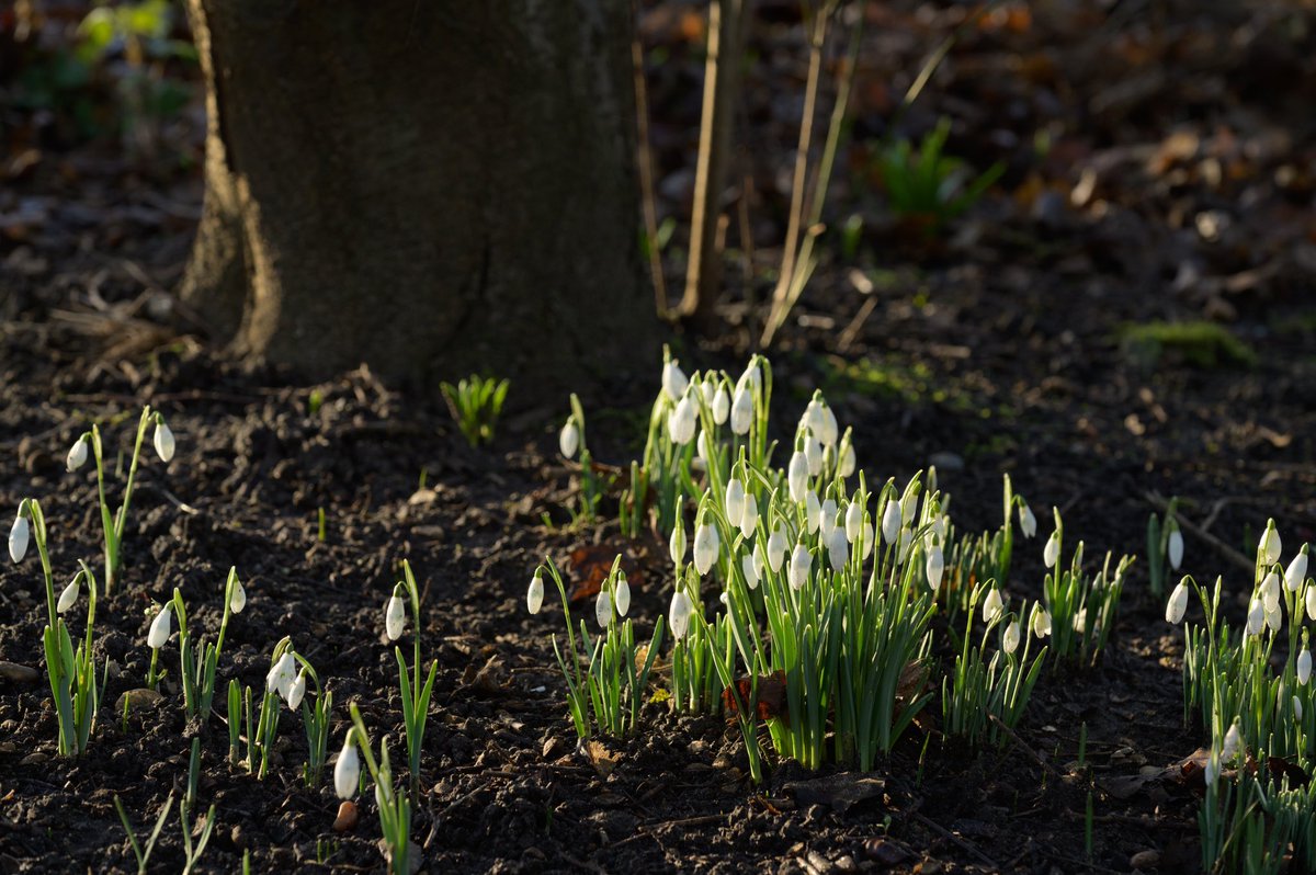 hamhousegarden's tweet image. First spring. Many more to follow. #EveryoneNeedsNature #firstspring #nationaltrust #nationaltrustgarden