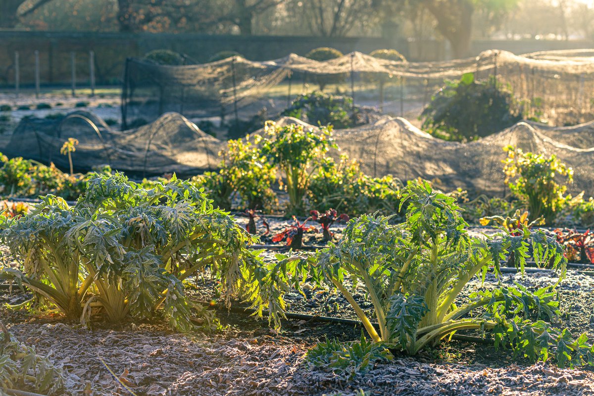 hamhousegarden's tweet image. First spring. Many more to follow. #EveryoneNeedsNature #firstspring #nationaltrust #nationaltrustgarden