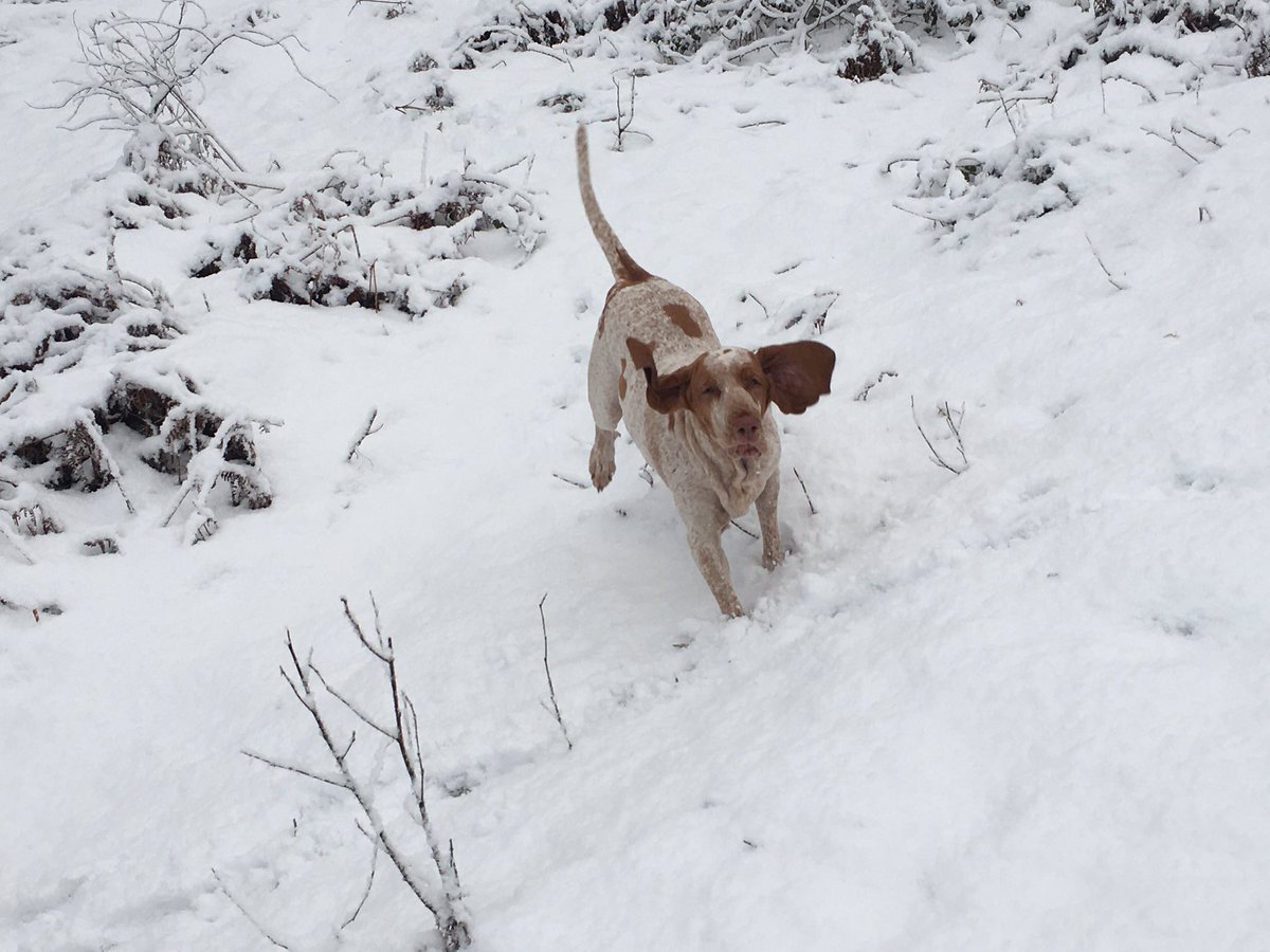 ianfarmsolution's tweet image. Snowy dog walk