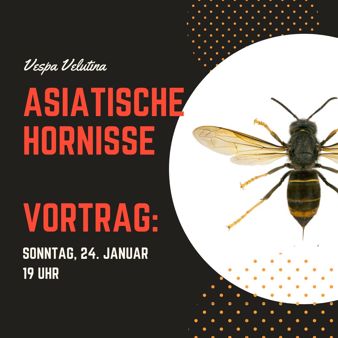 ArndMesser's tweet photo. Das wird sicherlich ein spannender und informativer Vortrag!

Mehr Infos:
https://t.co/ITSVoXGVsw

#vespavelutina #asiatischehornisse #hornissen #imker #bienen #honigbienen https://t.co/WV5ug6uYD5
