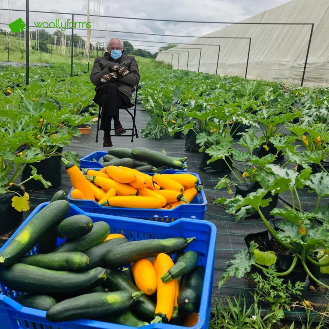woollyfarms's tweet photo. We have all seen elf on the shelf..
Now it's time for @BernieSanders on Zucchini.

#berniesmittens #BernieSanders #BernieMeme https://t.co/kqCzEeVTwu