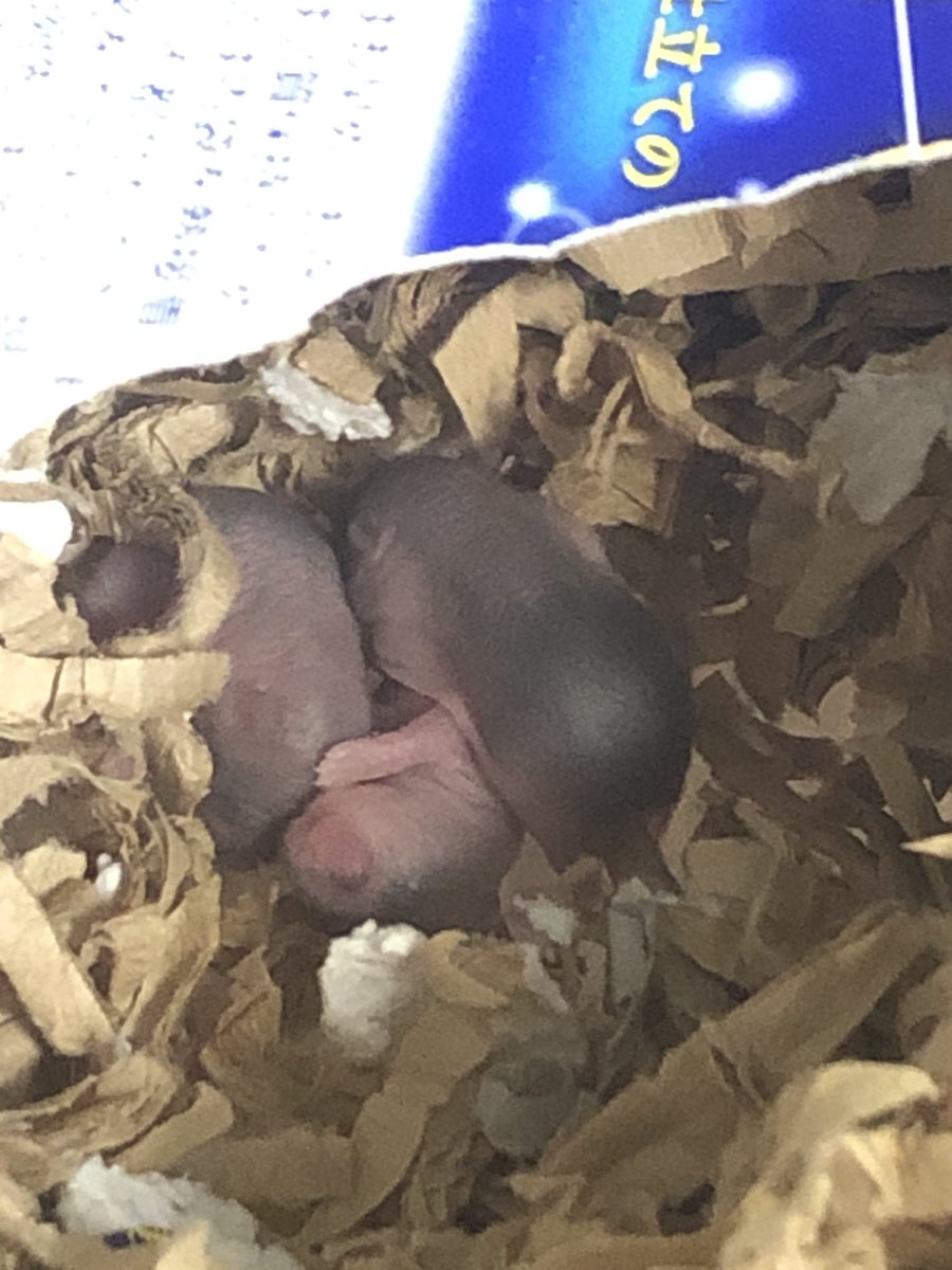 【5日目】
毛色が2種類…？？
ノーマル1、サファイヤ2…？？
体が大きくなったからか
ママを呼ぶ鳴き声も大きくなってる🙆‍♀