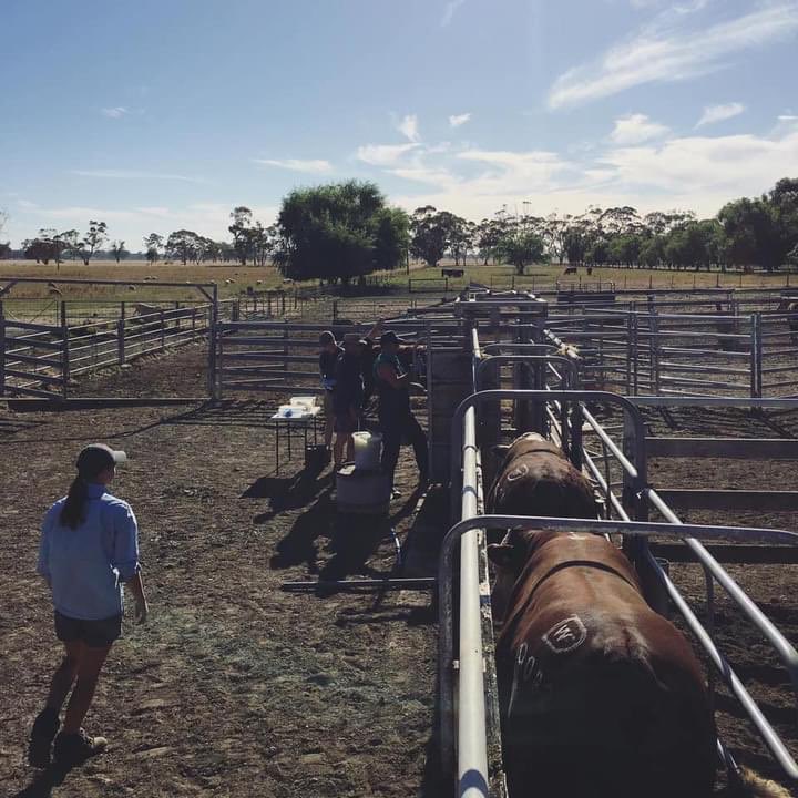 dayswhiteface2's tweet photo. Semen testing sale bulls this week #dayswhiteface #herefordsaustralia https://t.co/tCPPwcP29p