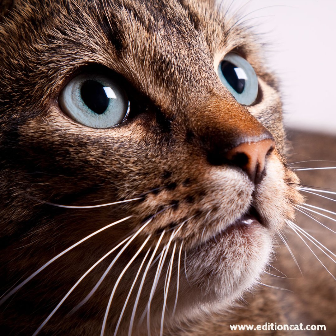 Edition Cat Magazine tweet media