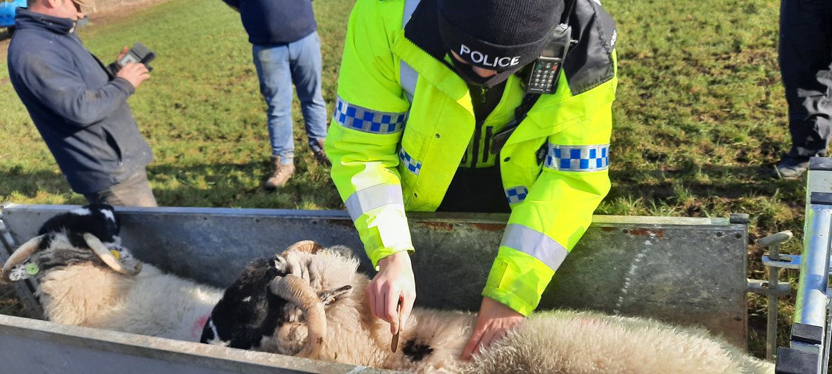 Operation Bo Peep tweet media