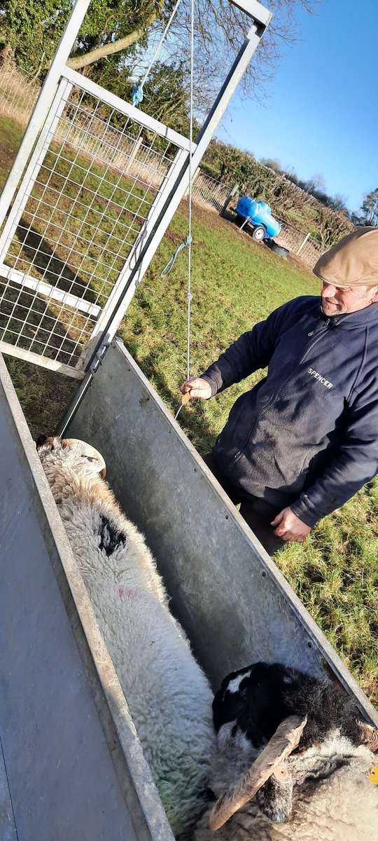 Excellent #partnership work with <a href="/Humberbeat_NL/">Humberside Police - North Lincolnshire</a> working together to prevent #sheeptheft Lots of ewes marked with #tectracer which provides irrefutable evidence of ownership even if ear tags gave been removed.  Cost effective way of protecting your sheep...pennies per head