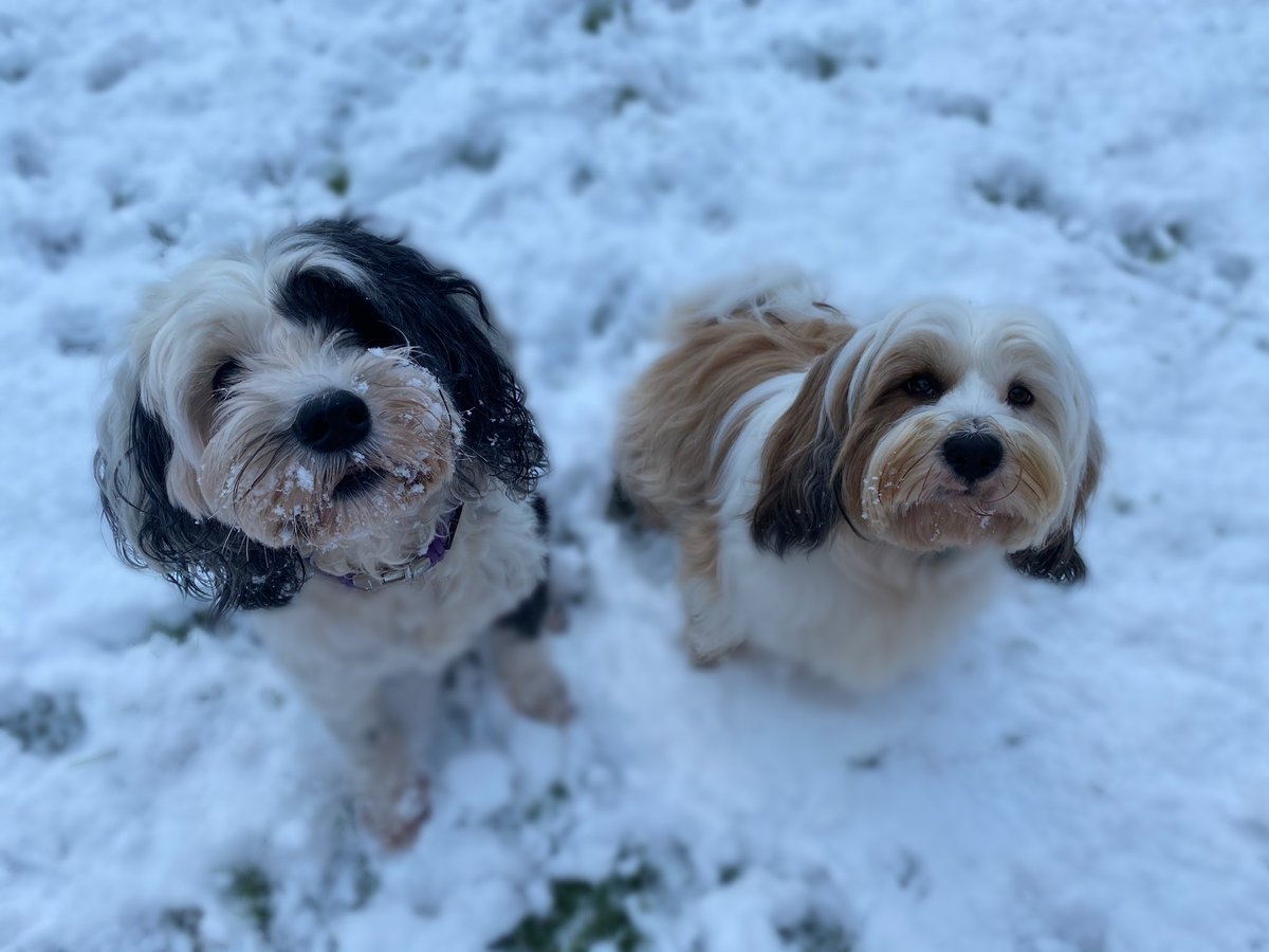 MissAEClarke's tweet photo. The greatest escape from everything has to be these two🐶❤️🐶 https://t.co/eB9no5Smjm