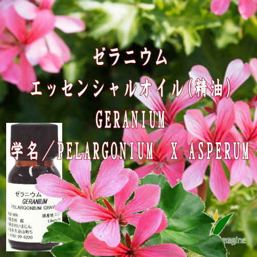 eco_imagine_com's tweet photo. https://t.co/dMMCLRfxl2
#ゼラニウム #エッセンシャルオイル(#精油)
#GERANIUM
学名/#PELARGONIUMX #ASPERUM
ローズに似た、フローラルで、典型的なゼラニウムの花の香りです。単独でもブレンドしても楽しめる精油です。
#化粧品素材 #手作り石けん #手作り化粧品 #石けん教室 #アロマ #いまじん https://t.co/cFF0YQVyHJ