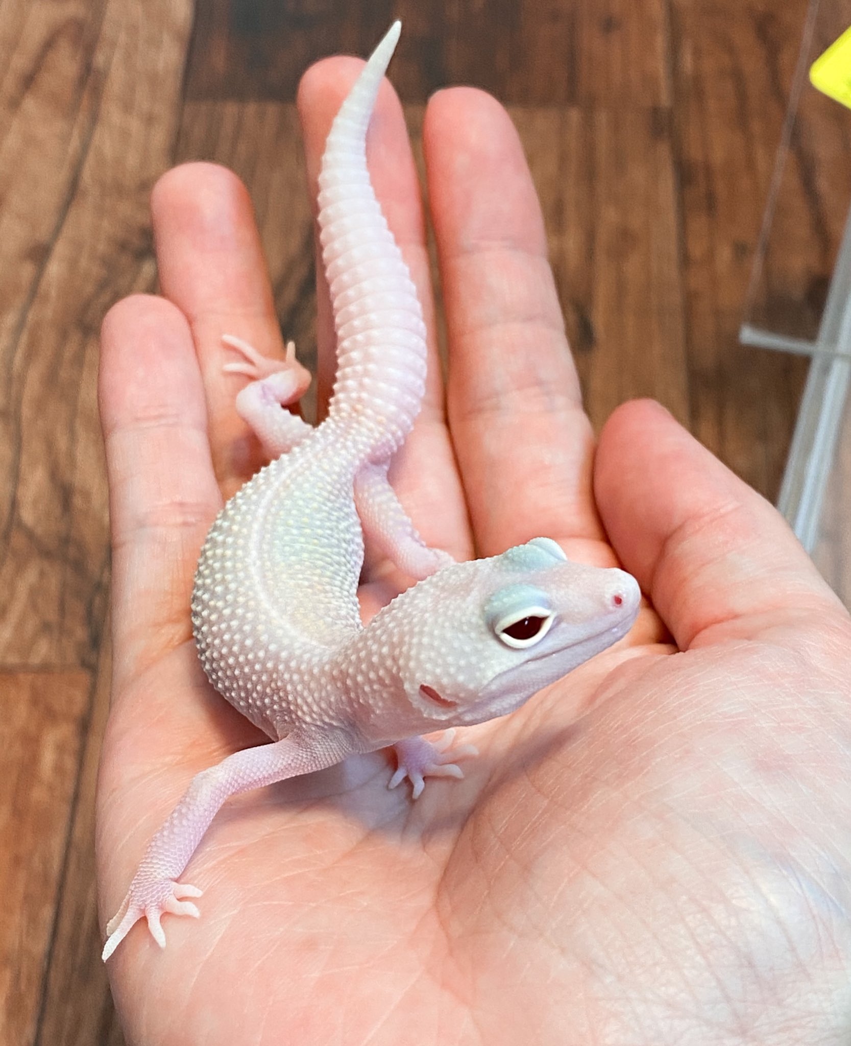 Luck Up Reptiles 9 4geckomarket 님의 트위터 スノーホワイトナイト ベルアルビノ系 レオパ最高峰な白さで人気なホワイトナイト スノーが入って白カワイイ スノーといえば今夜は都内でも雪かも どうせなら降ってほしいです ヒョウモントカゲモドキ Luck Up Reptiles 9 4geckomarket 님의 트위터 スノーホワイトナイト ベルアルビノ系 レオパ最高峰な白さで人気なホワイトナイト スノーが入って白カワイイ スノーといえば今夜は都内でも雪かも どうせなら降ってほしいです ヒョウモントカゲモドキ