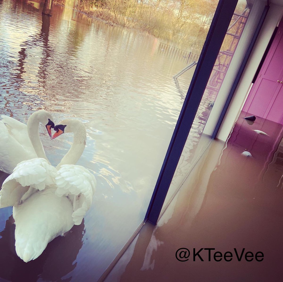 This was an amazing outcome of such a heartbreaking day. Swans make everything better. #flooding #swans #northwest #evacuated #stormchristoph #floods #manchester #river #northwich #riverweaver