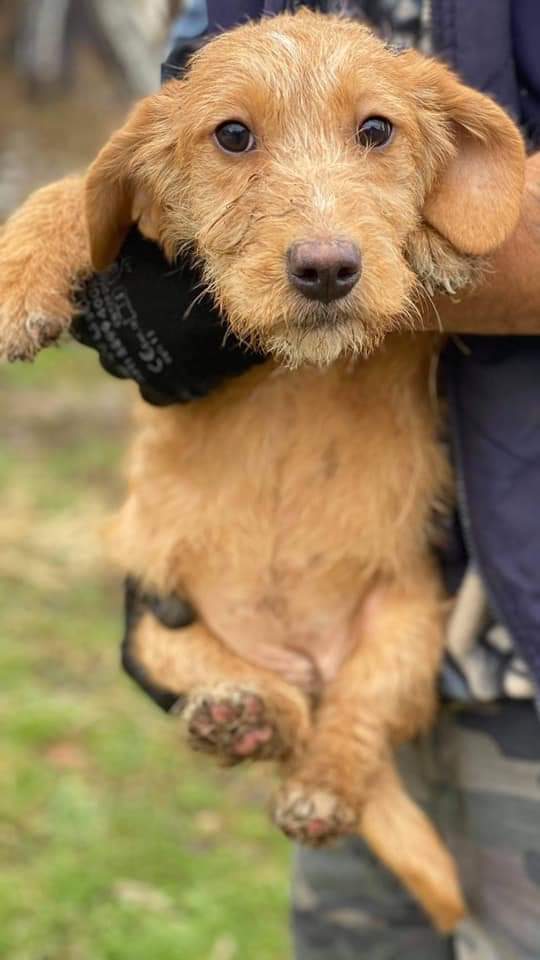 Second Chance Dog Rescue tweet media