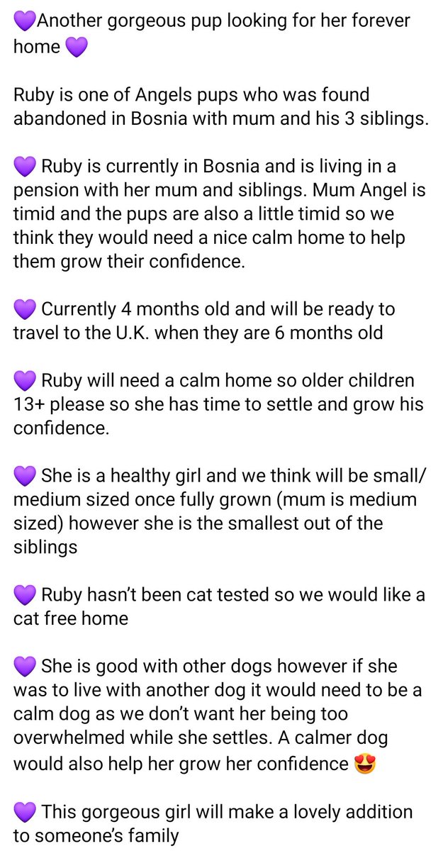 Second Chance Dog Rescue tweet media