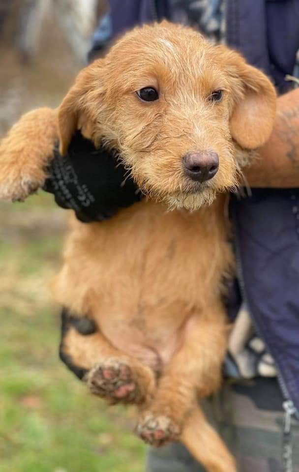 Second Chance Dog Rescue tweet media