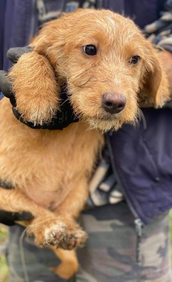 Second Chance Dog Rescue tweet media