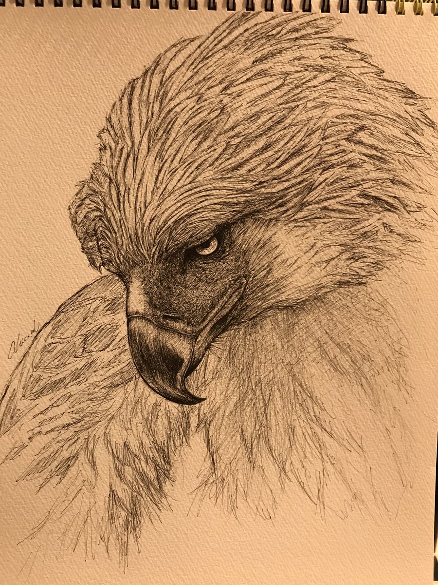 フィリピンワシ #ペン #イラスト #描いてみた #鳥 #野鳥 #落書き #ペン