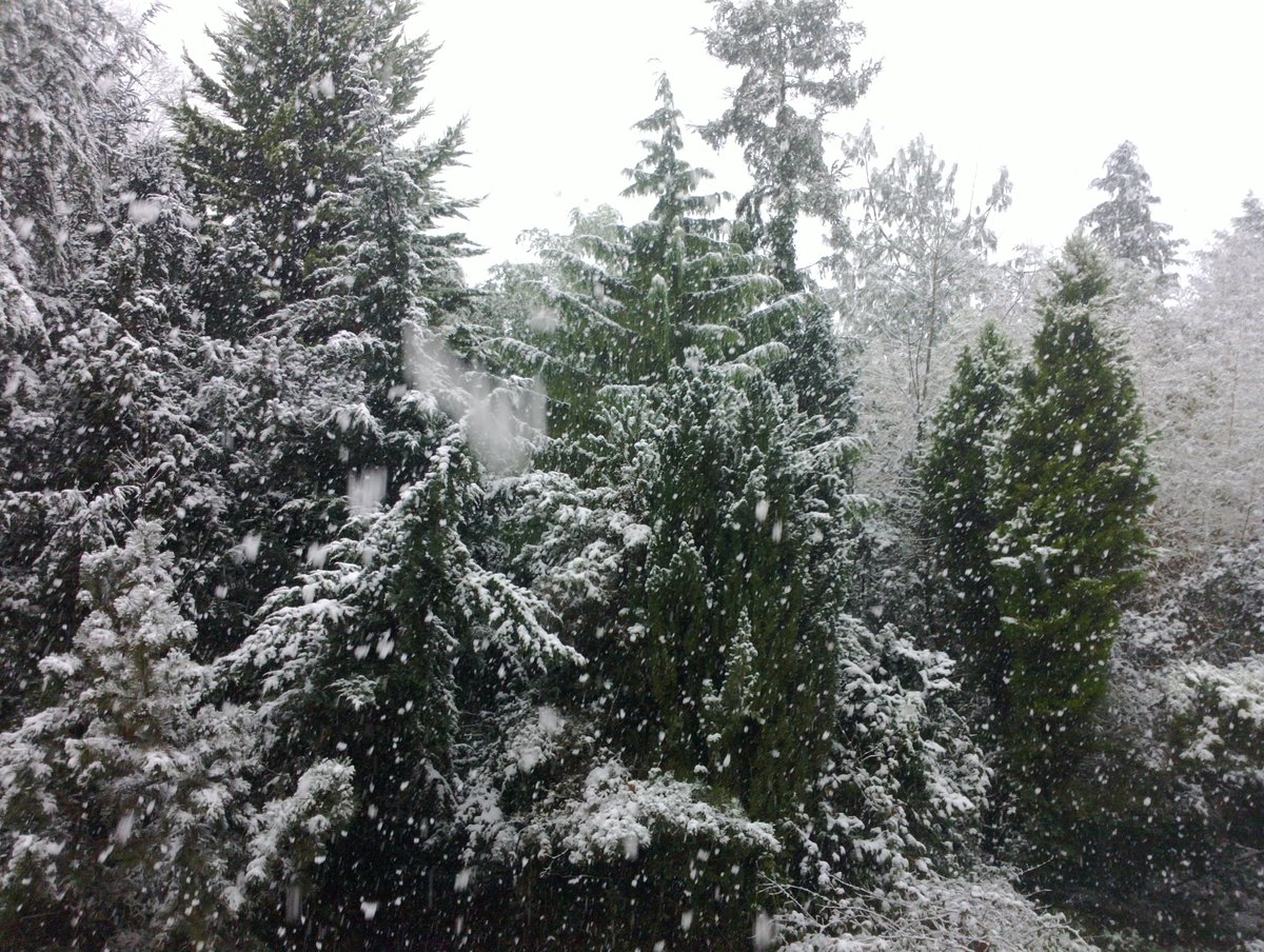 bsost_Brendon's tweet photo. #Arbres #TreeClub 🌳 #SnowClub ❄️ https://t.co/JY2KUNquma