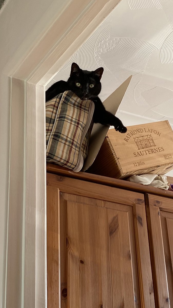 gemmaorton's tweet photo. #HappyCaturday Iβm not sure heβs thought through how he might get down.
#Caturday #BlackCat #CatOnAWardrobe #CatsOnThings https://t.co/HYNIBWfXBg