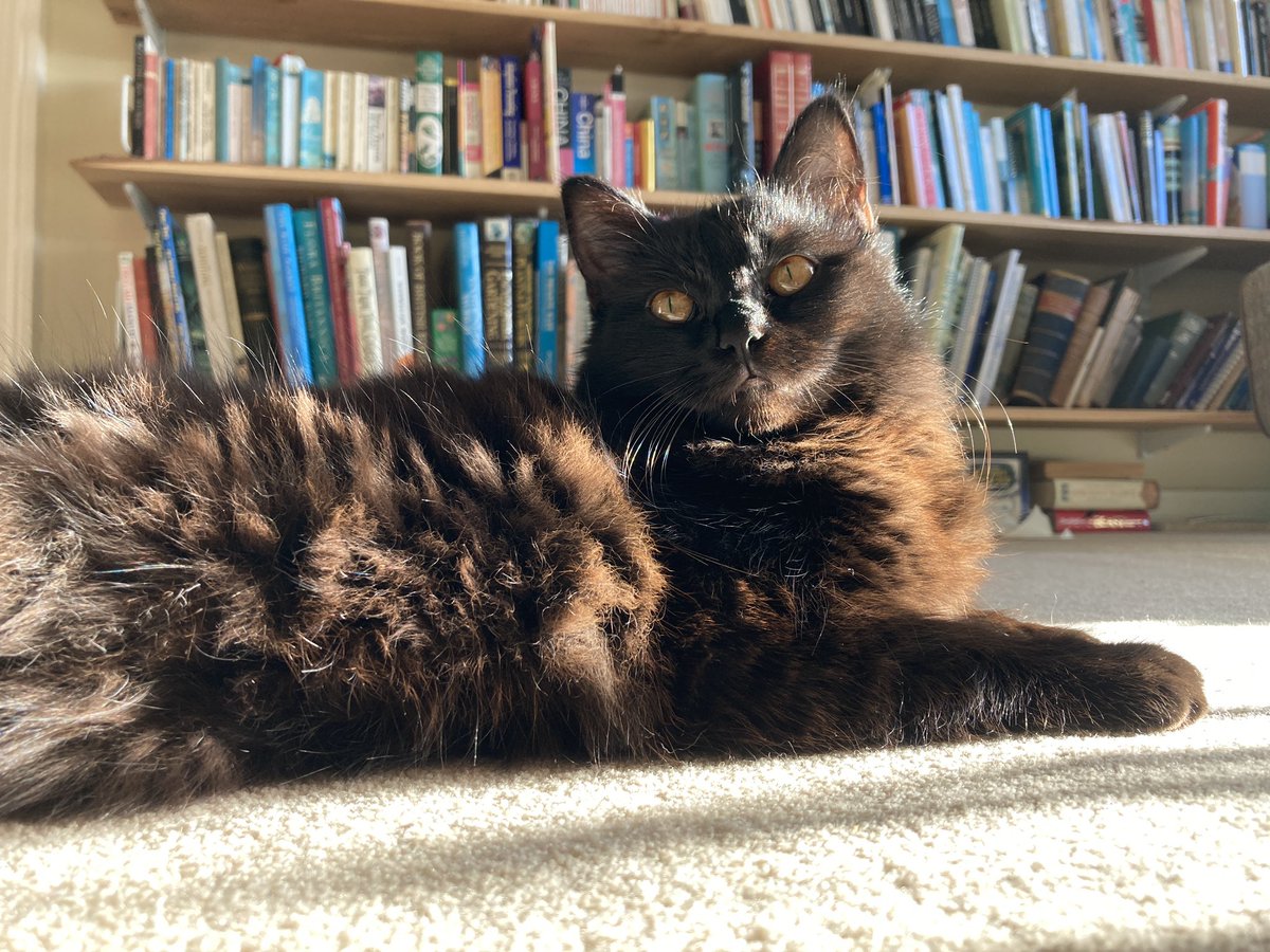 I am a literary cat. Never doubt it.  #Caturday #CatsOfTwitter