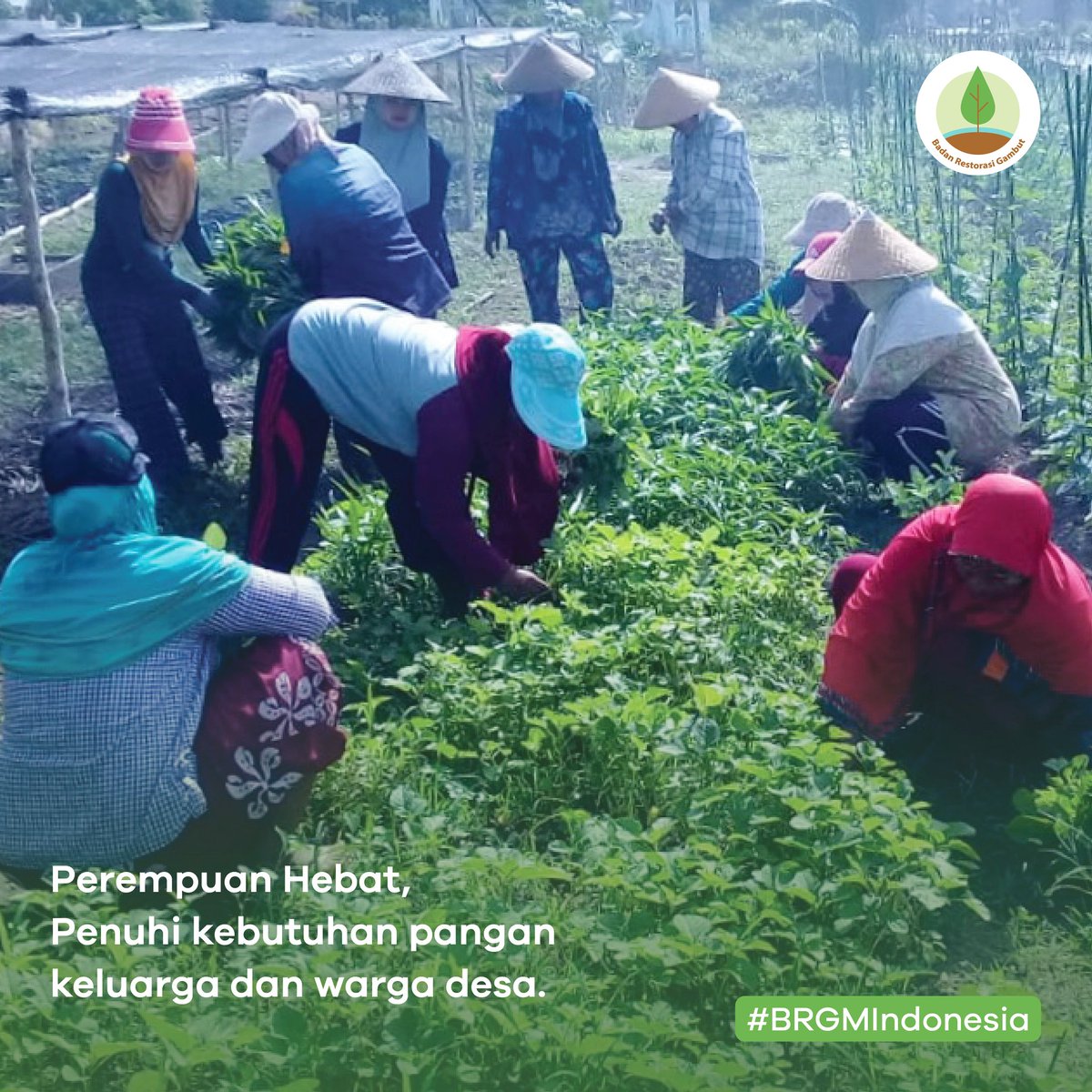 BRGM_Indonesia's tweet photo. Retweet jika Sobat sedang berakhir pekan dengan tetap menerapkan 3M. 
...

Kita mau berbagi cerita nih Sob. 

Kelompok Tani Sejahtera di Desa Kantan Atas, Kec. Pandih Batu, Kab. Pulang Pisau sedang panen sayur bayam, kangkung, selada dan kacang tanah.

#BRGMIndonesia https://t.co/cacnpFpqm2