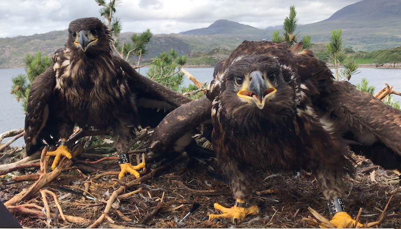 SEA EAGLES: talk of reintroduction to Norfolk &amp; of cull in Scotland.

…ptorpersecutionscotland.wordpress.com/2021/01/23/sea…