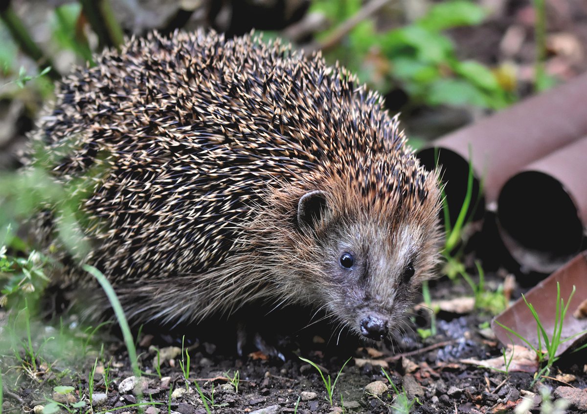 UoS_Hedgehog's tweet photo. HELP US TO HELP HOGS! 
Hedgehogs are continuing to decline in the UK and so we are fundraising for British Hedgehog Preservation Society. By making a donation you will also be helping University of Sussex achieve bronze accreditation! #hedgehog 

https://t.co/TkuJFOyAY2 https://t.co/4RUTzjrY6o