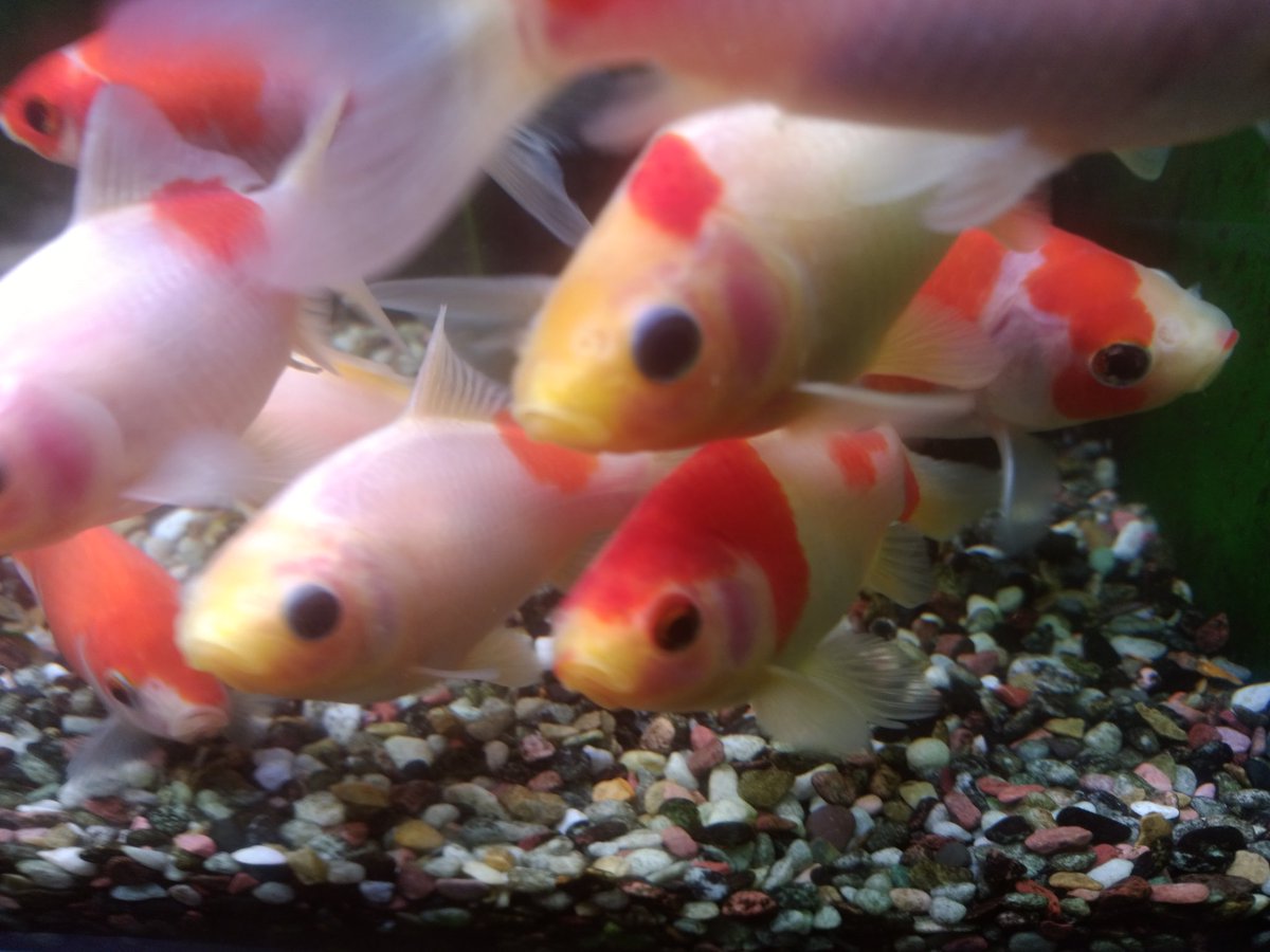 金魚飼育の基本 Hashtag Pa Twitter 金魚飼育の基本 Hashtag Pa Twitter