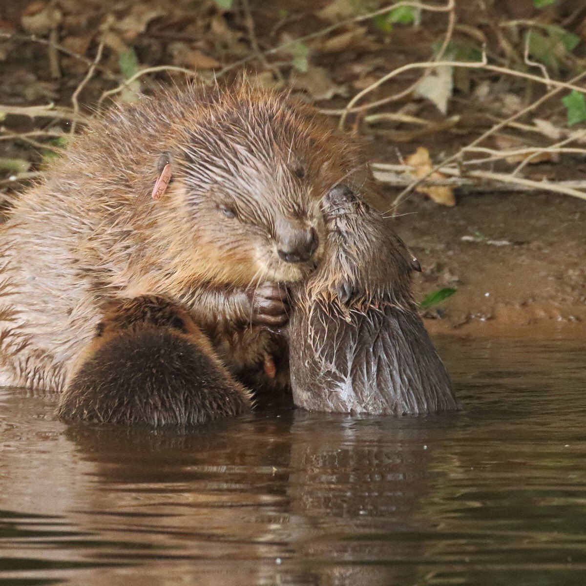 Restoration, connectivity, buffers, habitat are vital, natural processes are vital.Beavers have a place