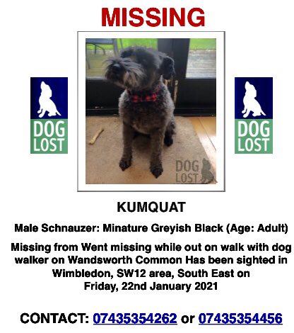 🆘 #LostDog Mini #Schnauzer Kumquat ran from #dogwalker Balham Park Rd to the start of #WandsworthCommon (near train station) - seen Fri eve nr #WimbledonPark & the streets btwn Melrose Ave & Durnsford Rd, & near Elborough and Trentham #SW19 - LOCALS!, EYES PEELED 4 him pls!