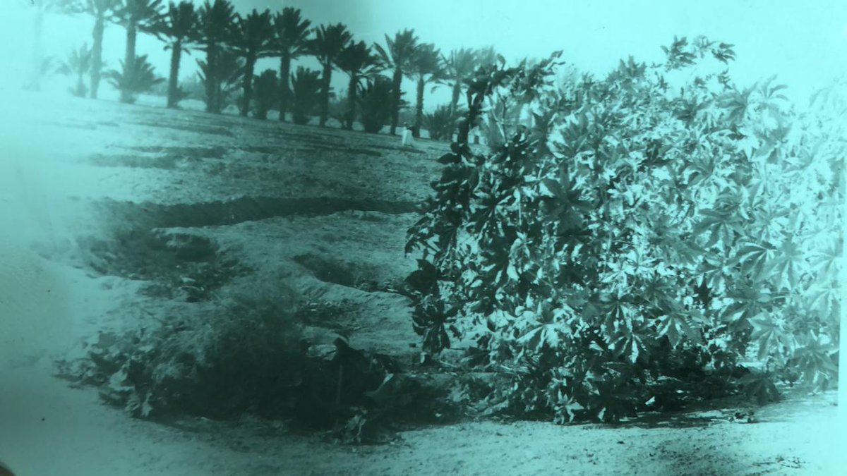 n_s_og's tweet photo. #الزمن_الجميل
#تغذية_بصرية
#بوح_الصورة
#قصر_ابن_عقيِّل
#القصيم
هذه صورةٌ قديمةٌ -غير ملونة- التقطتْ عام ١٣٨٩ لمزرعتنا #بحيرة حيث يُرَى النخيل (المقطَر) وأحواض البرسيم، وشجر الباميا.. وقد زوَّدني بها صديقٌ عزيزٌ- جزاه الله خيرًأ- كان بيتُ أهله مطلًّا عليها..👌 https://t.co/QQG8HgCc52