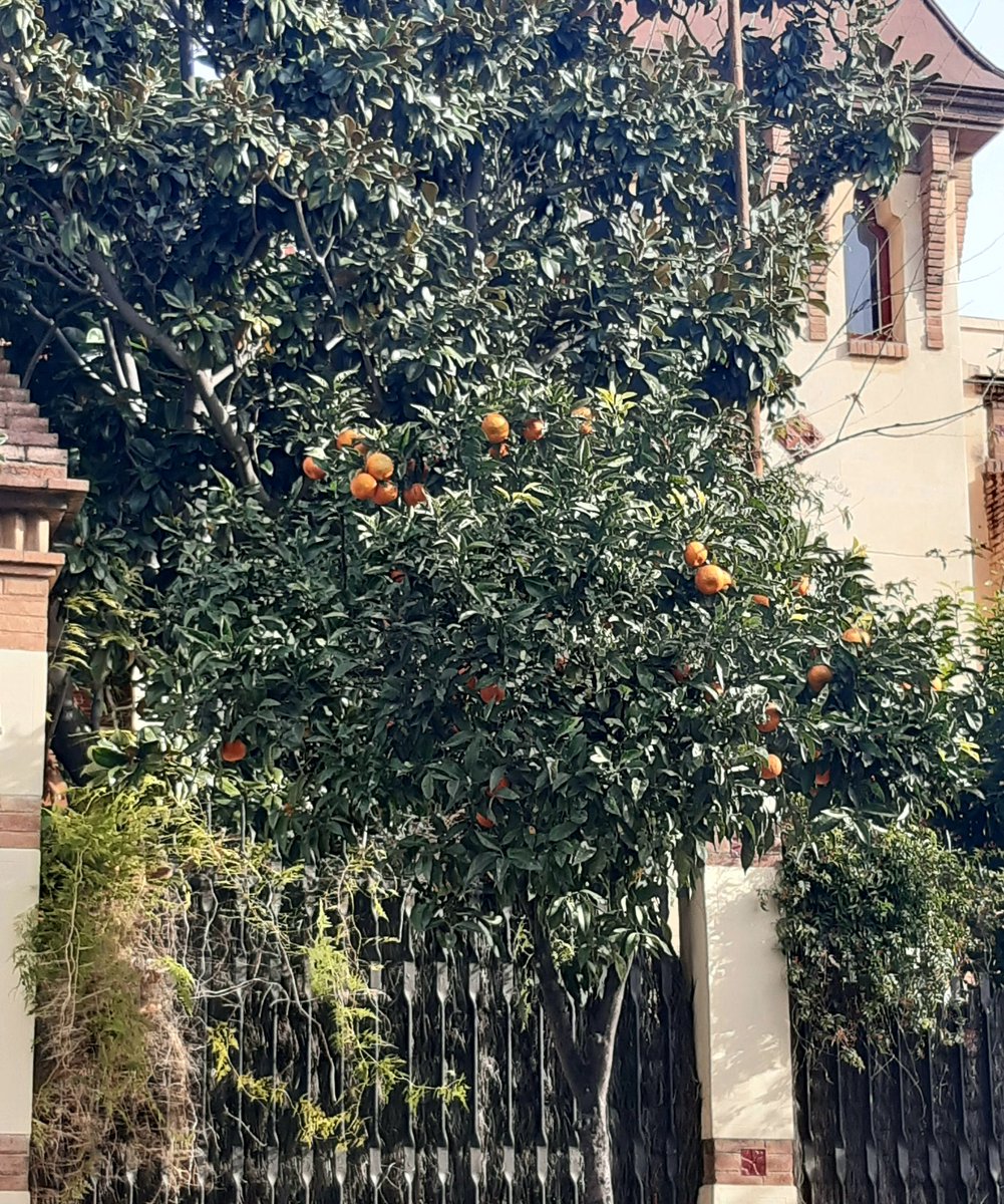 HelenaTerrones's tweet image. Taronges de ciutat 
#Barcelonamola